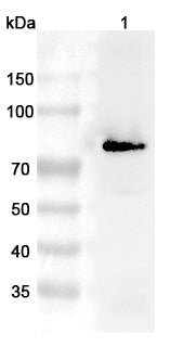 Western blot analysis was performed using anti-PRKCG polyclonal antibody at 1μg/ml on various samples.
Lane 1: Mouse cerebellum lysate