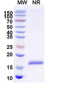 SDS-PAGE for Anti-Human CD64/FCGR1A Nanobody (SAA2152)