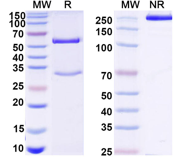 SDS-PAGE for Anti-Human TROP2/TACSTD2/TROP-2 Antibody (FU-MK1)