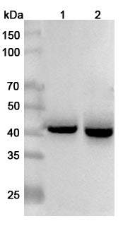 Western blot analysis was performed using anti-TACSTD2 polyclonal antibody at 1μg/ml on various samples.
Lane 1: Mouse skeletal muscle lysate
Lane 2: Rat skeletal muscle lysate