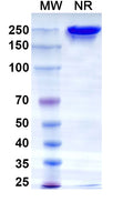Anti-Human TROP-2 Reference Antibody (Datopotamab) – Figure 1 of 5
