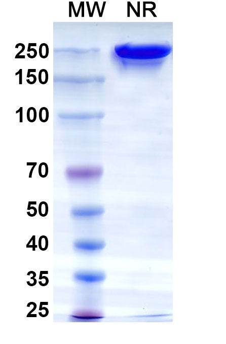 Anti-Human TROP-2 Reference Antibody (Datopotamab) – Figure 1 of 5