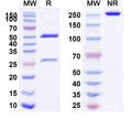 SDS-PAGE for Anti-Human TACSTD2/TROP2 Antibody (TP15-4)