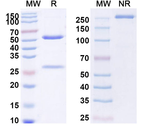 Anti-Human Integrin beta 2/CD18 Reference Antibody (Erlizumab) – Figure 1 of 1