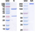 Anti-CD18/ITGB2 Reference Antibody (LDP-01) – Figure 1 of 1