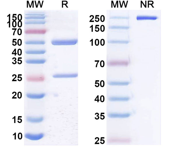 Anti-CD18/ITGB2 Reference Antibody (LDP-01) – Figure 1 of 1