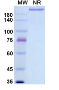 Anti-Human ITGB2 & ITGAL Bispecific Reference Antibody (Rovelizumab) – Figure 1 of 1