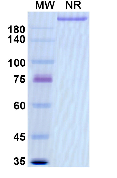Anti-Human ITGB2 & ITGAL Bispecific Reference Antibody (Rovelizumab) – Figure 1 of 1