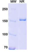Anti-Human CD18/ITGB2 Reference Antibody (YFC51.1) – Figure 1 of 1