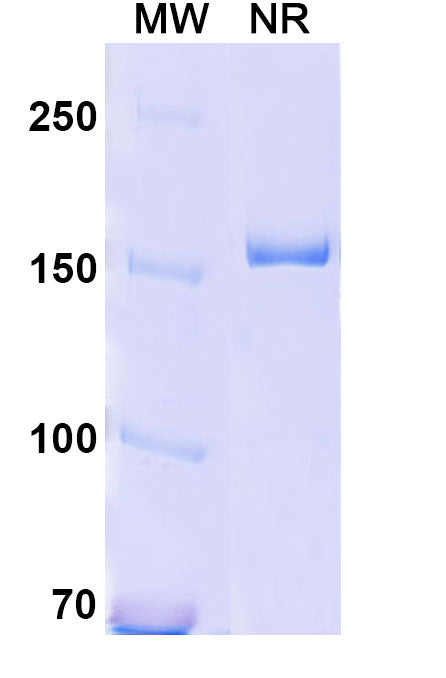 Anti-Human CD18/ITGB2 Reference Antibody (YFC51.1) – Figure 1 of 1