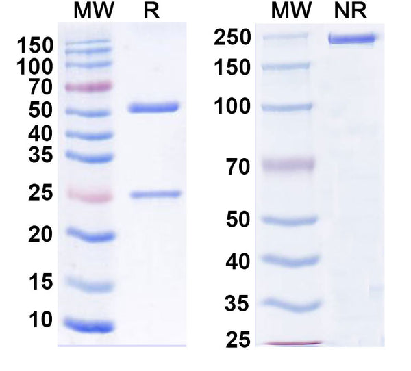 SDS-PAGE for Anti-Human CD18/ITGB2 Antibody (1B4)