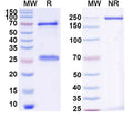 SDS-PAGE for InVivoMAb Anti-Human CD16a/FCGR3A Antibody (CLB-Gran1)