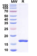 SDS-PAGE for Anti-Human CD16/FcgR3 Nanobody (SAA2149).