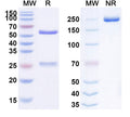 Anti-Human FGF2/bFGF Reference Antibody (HuGAL-F2) – Figure 1 of 1
