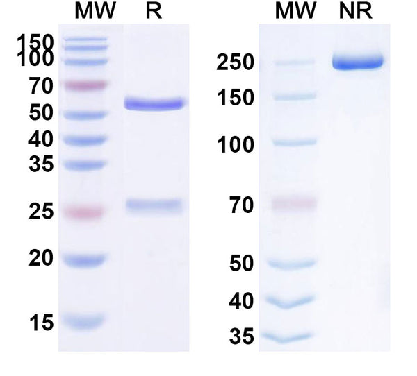 Anti-Human FGF2/bFGF Reference Antibody (HuGAL-F2) – Figure 1 of 1