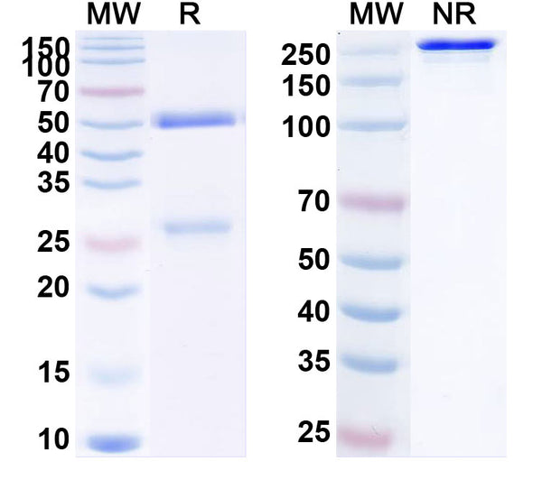 SDS-PAGE for Anti-Human CD10/MME Antibody (A1)