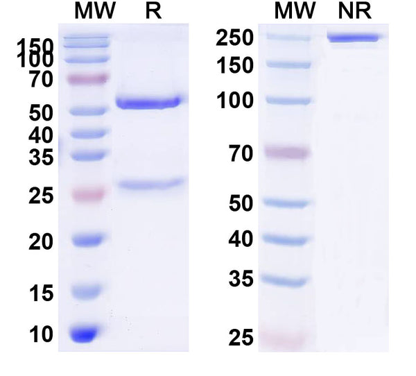 Anti-Human SERPINF2/α2-antiplasmin Reference Antibody (DS9231) – Figure 1 of 1