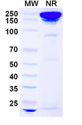 Anti-Human TFPI Reference Antibody (Concizumab) – Figure 1 of 2