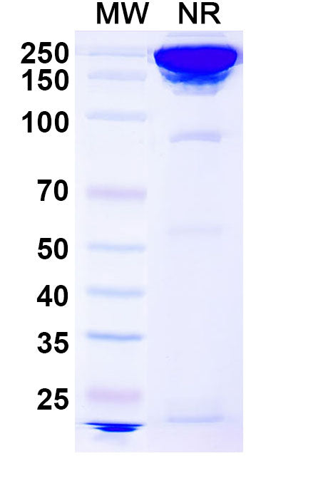 Anti-Human TFPI Reference Antibody (Concizumab) – Figure 1 of 2