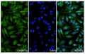 Hela cells were fixed with 4% paraformaldehyde for 20 minutes, followed by blocking with 5% goat serum for 1 hour. The cells were then incubated with a primary antibody targeting CKMT1A (HY409014) at a concentration of 12.4 ug/ml overnight at 4°C. Afterward, the cells were incubated with a secondary antibody, Goat Anti-Rabbit IgG (Alexa Fluor-488) for 50 minutes at room temperature. The localization of CKMT1A was visualized (shown in green), and nuclear DNA was stained with DAPI (shown in blue).