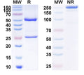 SDS-PAGE for Anti-Human ALB/Albumin/HSA Monoclonal Antibody (1A390)
