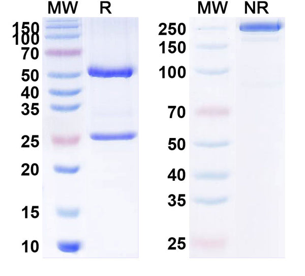 SDS-PAGE for Anti-Human ALB/Albumin/HSA Monoclonal Antibody (1A390)