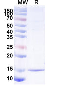 SDS-PAGE for Anti-Human ALB Nanobody (SAA1019)