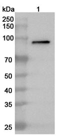 Western blot analysis was performed using anti-MPO  polyclonal antibody at 1ug/mL  on various samples.
Lane 1: HL-60 cell lysate