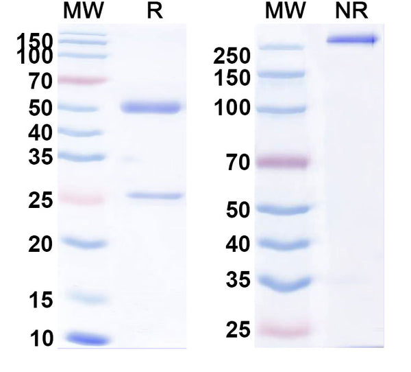 Anti-Human CD98/SLC3A2 Reference Antibody (IGN523) – Figure 1 of 1