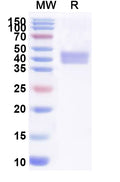 Recombinant Human CD28 Protein, C-Fc