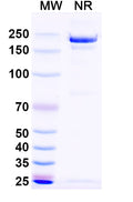 Anti-Human INHBA Reference Antibody (Garetosmab) – Figure 1 of 1