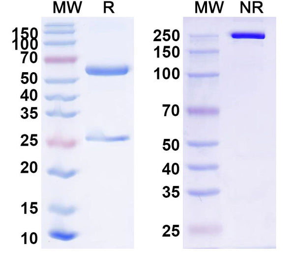 SDS-PAGE for Anti-Human TPO Antibody (T13)
