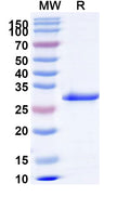 Recombinant Human TPO Protein, N-His-SUMO