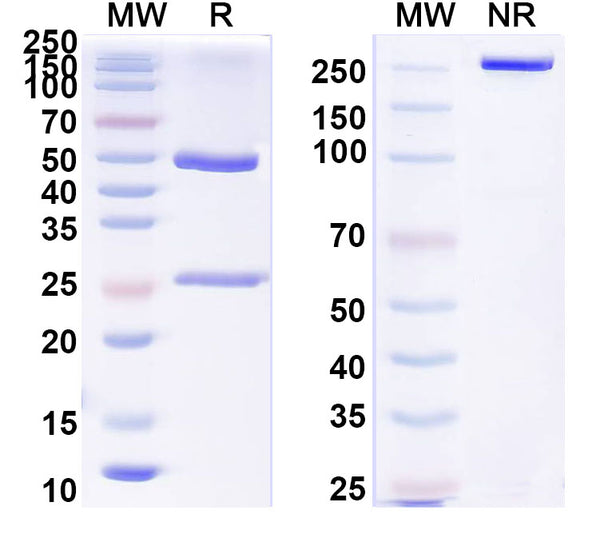 SDS-PAGE for Anti-Human MMP2 Antibody (3G11)