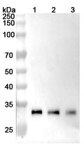 SDS-PAGE for Anti-Human CTSB Antibody (2A2).