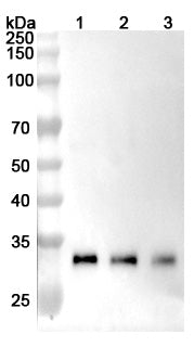 SDS-PAGE for Anti-Human CTSB Antibody (2A2).