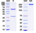 SDS-PAGE for Anti-Human CXCL4/PF4 Antibody (KKO)