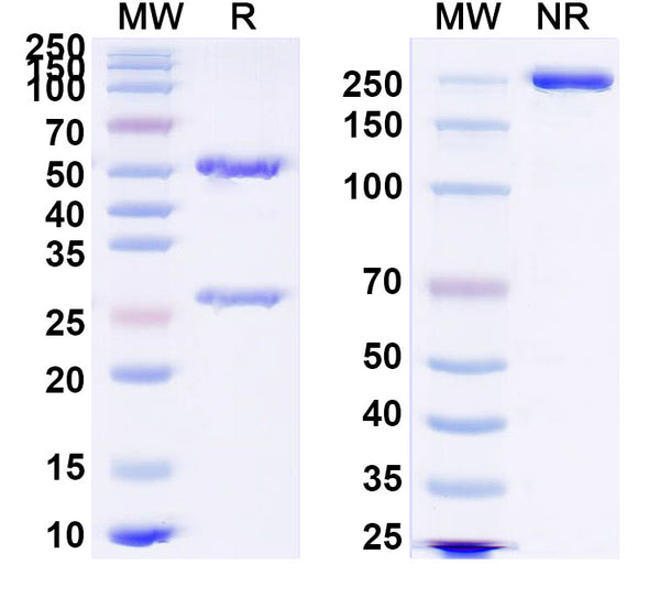 SDS-PAGE for Anti-Human CXCL4/PF4 Antibody (KKO)