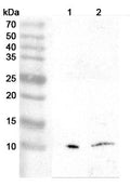 Western blot analysis was performed using anti-PF4 polyclonal antibody at 1ug/mL  on various samples.
Lane 1: Mouse spleen lysate
Lane 2: Mouse heart lysate
