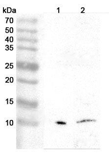 Western blot analysis was performed using anti-PF4 polyclonal antibody at 1ug/mL  on various samples.
Lane 1: Mouse spleen lysate
Lane 2: Mouse heart lysate