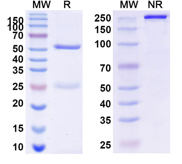 SDS-PAGE for Anti-Human CXCL4/PF4 Antibody (5B9)
