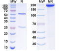 SDS-PAGE for Anti-Human ANXA4 Antibody (SAA1522)