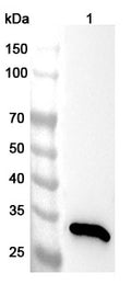 Western blot analysis was performed using anti-ANXA4 polyclonal antibody at 1ug/mL on various samples.
Lane 1: A549 cell lysate