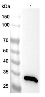 Western blot analysis was performed using anti-ANXA4 polyclonal antibody at 1ug/mL on various samples.
Lane 1: A549 cell lysate