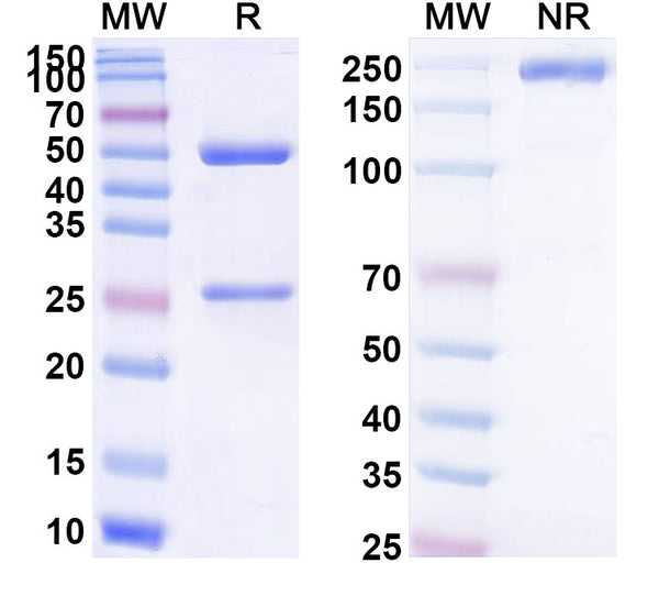 Anti-Human Clusterin Reference Antibody (Sotevtamab) – Figure 1 of 1