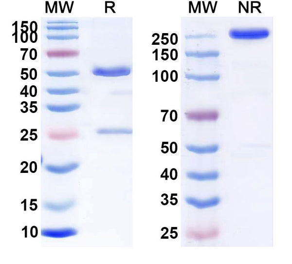 Anti-Human alpha 5/CD49e Reference Antibody (Volociximab) – Figure 1 of 1