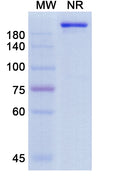 Anti-Human CD74 Reference Antibody (Milatuzumab) – Figure 1 of 1