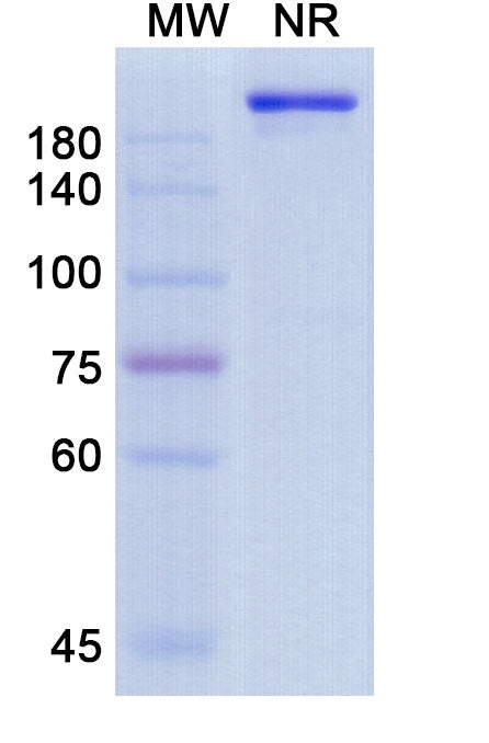 Anti-Human CD74 Reference Antibody (Milatuzumab) – Figure 1 of 1