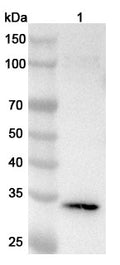 Western blot analysis was performed using anti-IGFBP1 polyclonal antibody at 1ug/mL on various samples.
Lane 1: HepG2 cell lysate