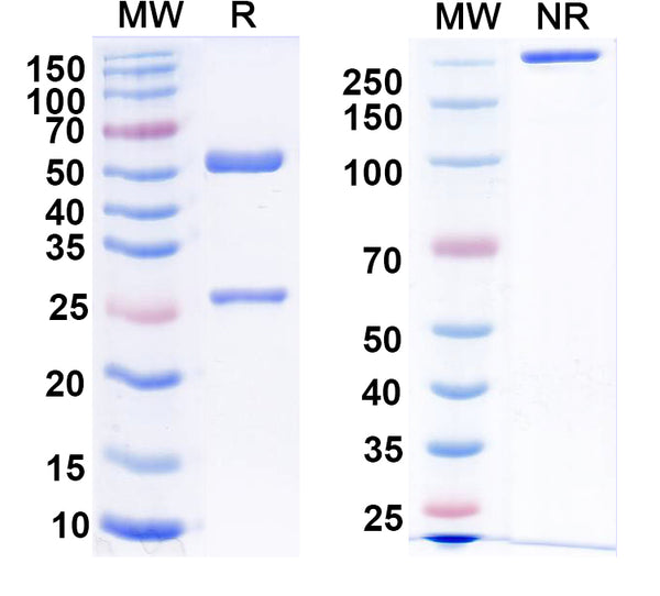SDS-PAGE for Anti-Human IGFBP1 Monoclonal Antibody (1A110)